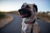 Desert Night Dog Collar